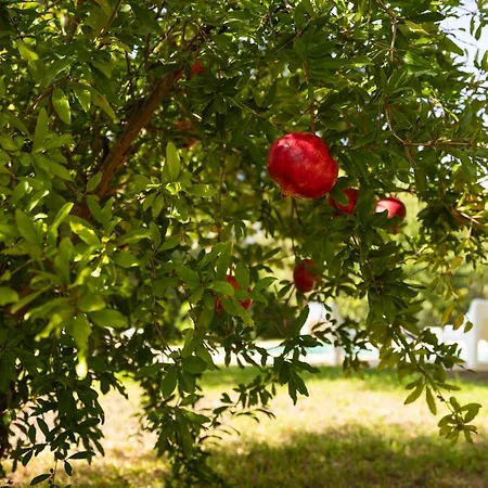 Casa vacanze Casa Frisa-carovigno *